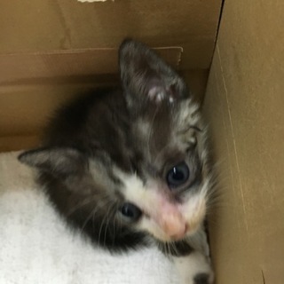 子猫の里親を募集しています