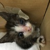 子猫の里親を募集しています サムネイル2