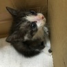 子猫の里親を募集しています サムネイル3