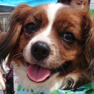 かりんとう　キュートな甘えん坊でトイレ◎バイク苦手