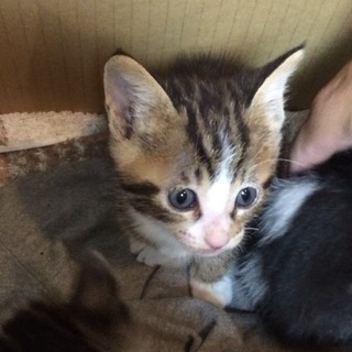 ノラ猫のコドモ