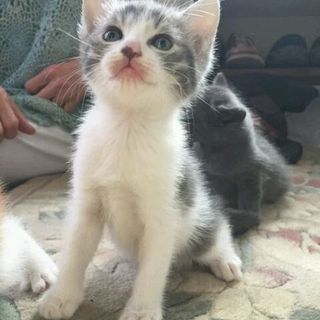 子猫が３匹いました！！