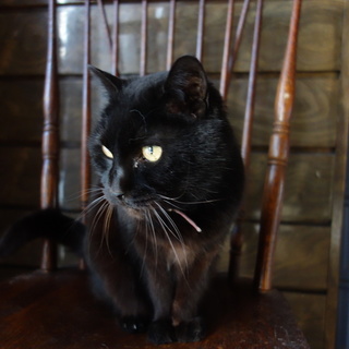 里親さん緊急募集①