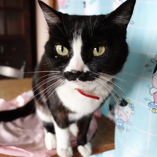 里親さん緊急募集②