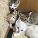 愛知県 生後40日子猫の里親募集中！