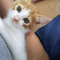 埼玉より茶白オス男の子2か月