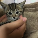 2か月の子猫の里親さん募集しています
