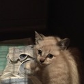 急募！生後推定１ヶ月の子猫！