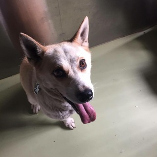 愛情が欲しかったんだね、健気な女の子 ヒビちゃん