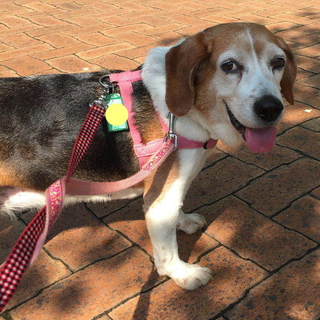 人間大好きなビーグルの女の子ビスケです。