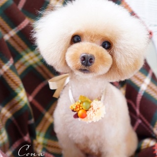 おっとりした子です。