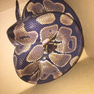 ボールパイソン ♀  ノーマル
