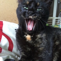 つむぎ、