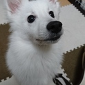 人懐っこい天使みたいな犬