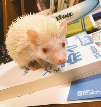 アルビノハリネズミ オス サムネイル2