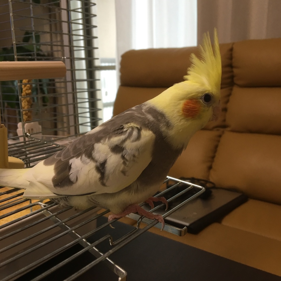 まるのカバー写真