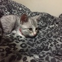 子猫の里親募集してます！生後4ヶ月ほど
