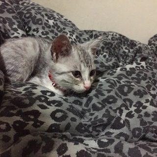 子猫の里親募集してます！生後4ヶ月ほど
