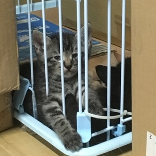 里親決定！4/29生！☆なつっこいです！キジ猫