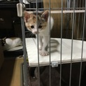 4/29生☆里親さん決定☆5匹兄弟のミケ猫ちゃん！