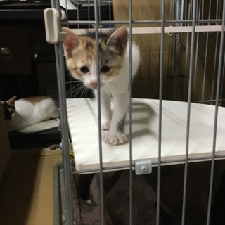 4/29生☆里親さん決定☆5匹兄弟のミケ猫ちゃん！