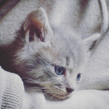 Kitten-blue eyes. キトンブルーの瞳