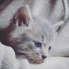 Kitten-blue eyes. キトンブルーの瞳