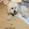 新しい夏もんのお洋服、ママに縫ってもろた(•ॢ◡-ॢ)