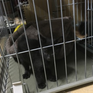 4/29生☆里親決まりました☆5匹兄弟のクロくん