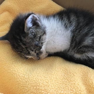 【子猫】生後1カ月、元気です。