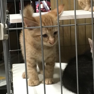 里親さん決定しました☆茶トラ（しっぽ短）