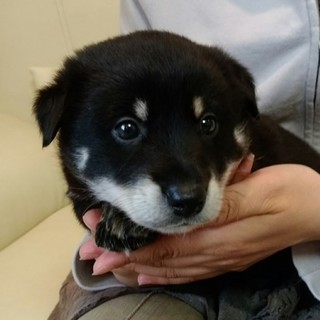 5月15日ころ生まれのムク君