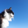 青空が似合うニャンコでした。
