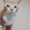 今日でおうちにきて一年が経ちます(´v｀o)