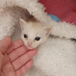 虐待の多い地域から　救出