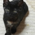 ノラちゃんの子猫です。