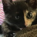 ノラちゃんの子猫です。