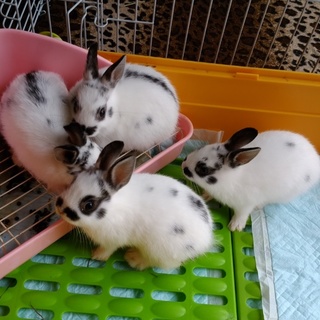 決定しましたありがとうございました