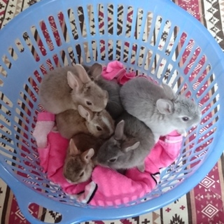 ミニウサギの里親さん募集です！