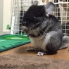 まつしゅ