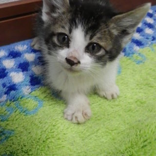 おっとりマイペースなサバ白くん（生後1ヶ月半）