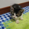 おっとりマイペースなサバ白くん（生後1ヶ月半） サムネイル2