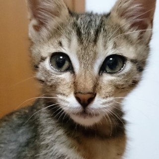 おひざ大好きキジねこにゃん