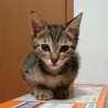 おひざ大好きキジねこにゃん サムネイル4