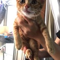 [一時停止]茶トラの子猫 人懐っこいです
