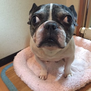 甘えん坊フレンチブルドック男の子７歳
