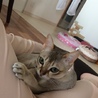 たかむつななもも