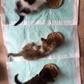 助けてください。大至急 三匹の子猫