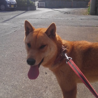 柴犬メス　二歳