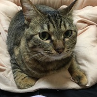チーズ